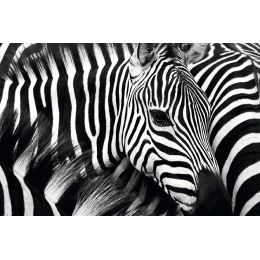 PAPERFLOW Wandbild Zebra, aus Plexiglas