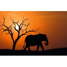 PAPERFLOW Wandbild Out of Afrika, aus Plexiglas
